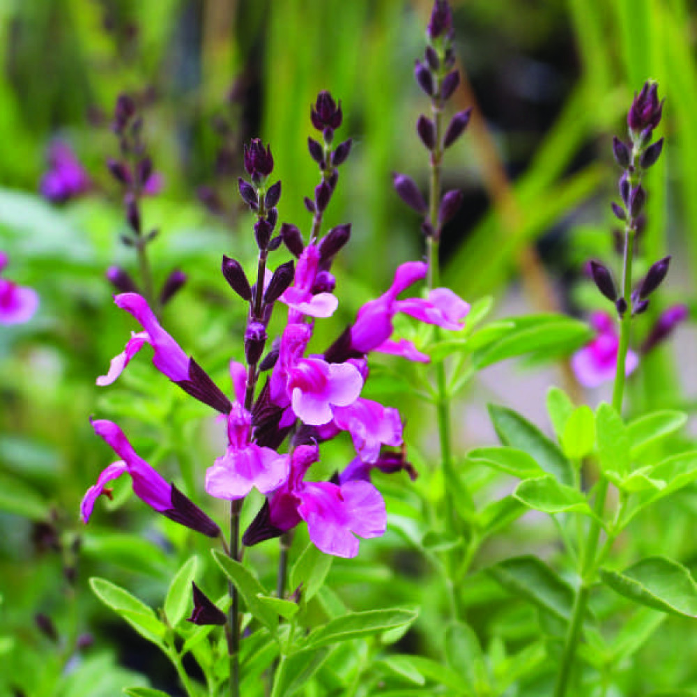 Salvia greggii Icing Sugar (1lt)