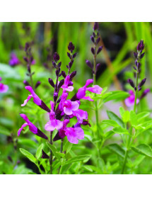 Salvia greggii Icing Sugar (1lt)