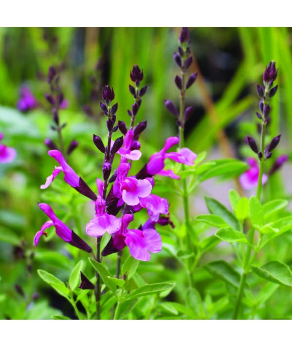 Salvia greggii Icing Sugar (1lt)