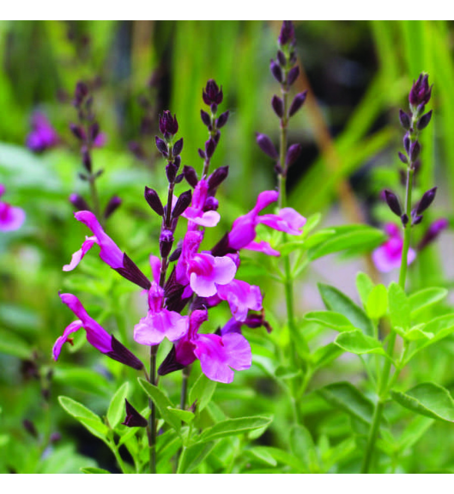 Salvia greggii Icing Sugar (1lt)