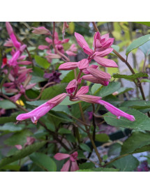 Salvia Kisses and Wishes (1lt)