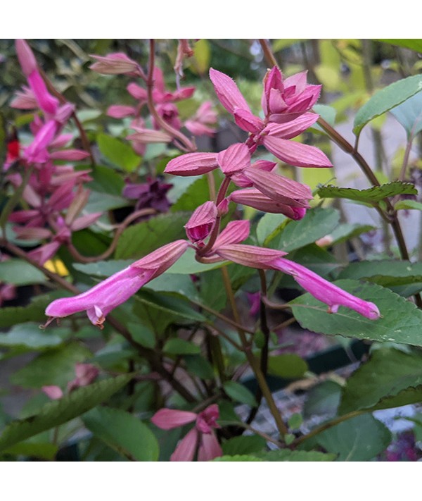 Salvia Kisses and Wishes (1lt) Salvia Kisses and Wishes (1lt)
