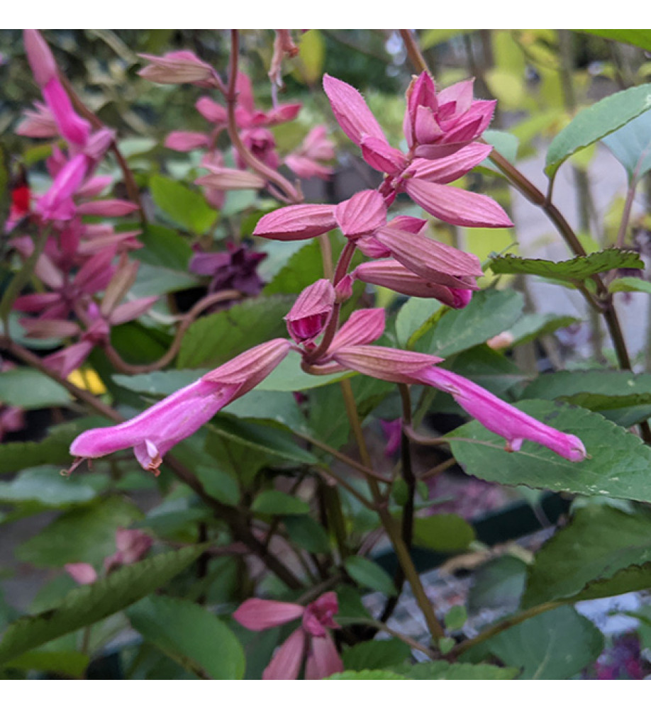 Salvia Kisses and Wishes (1lt)