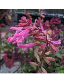 Salvia Kisses and Wishes (1lt)