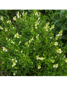 Salvia x jamensis La Luna (1.5lt)