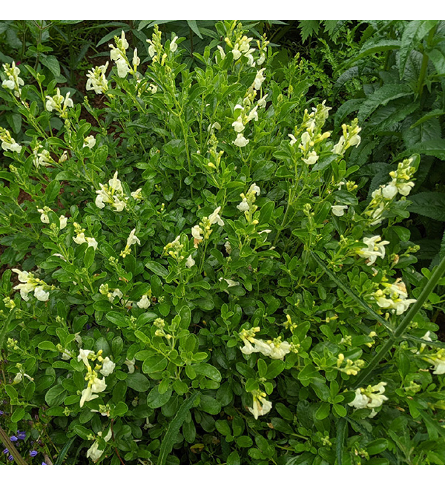Salvia x jamensis La Luna (1.5lt)