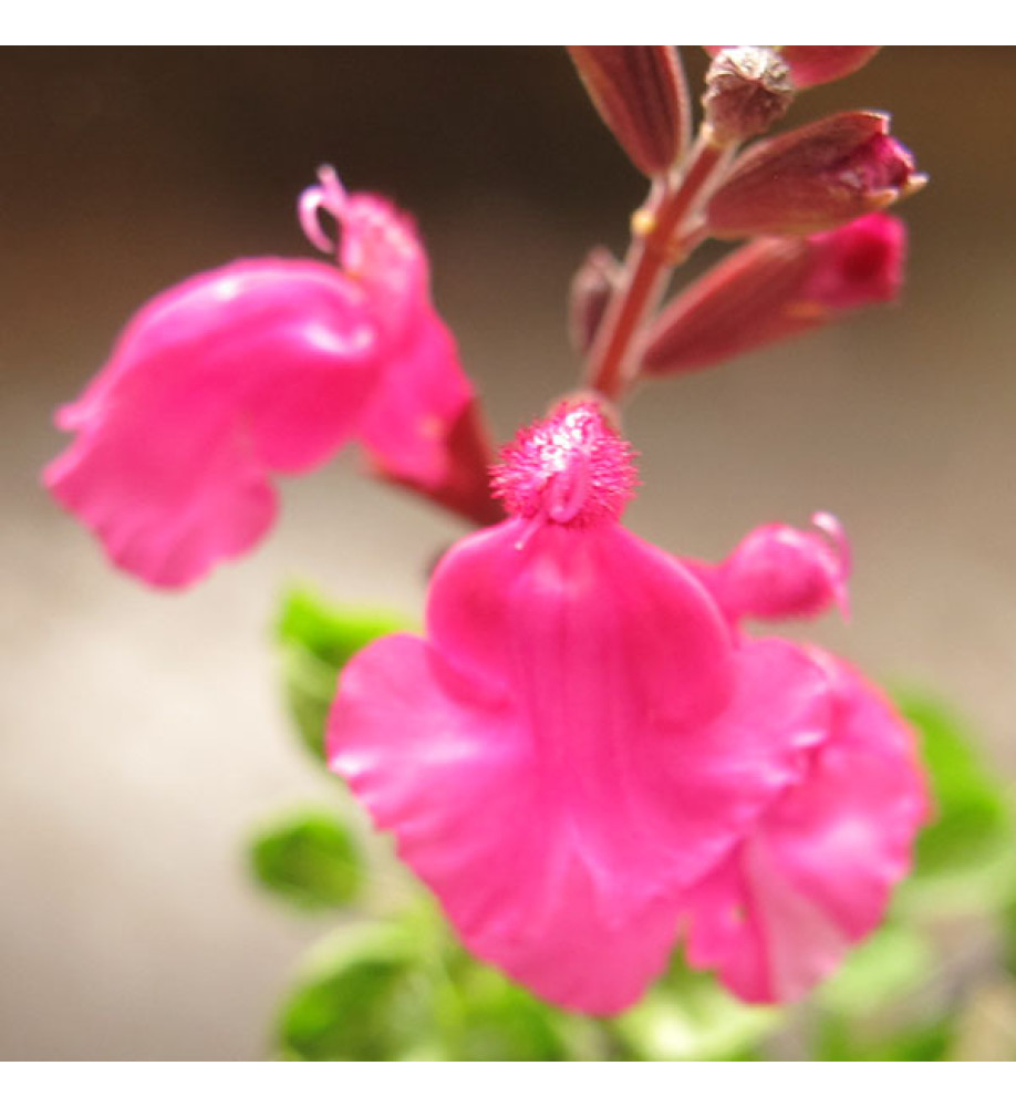 Salvia Lalarsha (1LT)