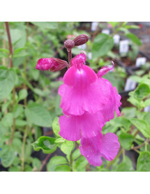 Salvia Lalarsha (1LT)