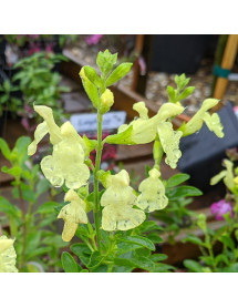 Salvia x jamensis Lemon Light (1lt)