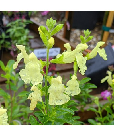 Salvia x jamensis Lemon Light (1lt)