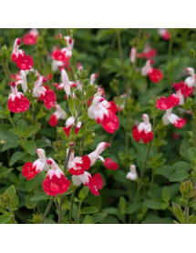 Salvia x jamensis (microphylla) Little Kiss (1lt)
