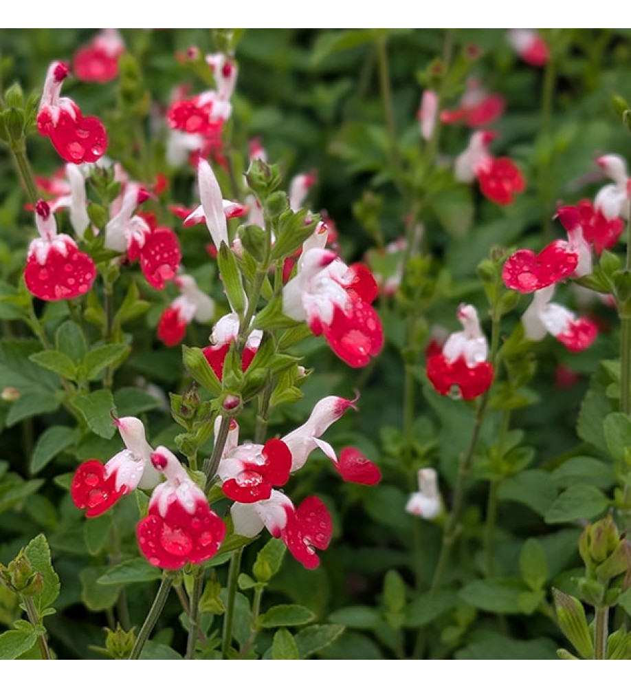 Salvia x jamensis (microphylla) Little Kiss (1lt)