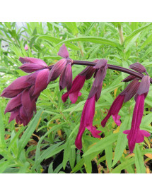 Salvia Love and Wishes (1lt)