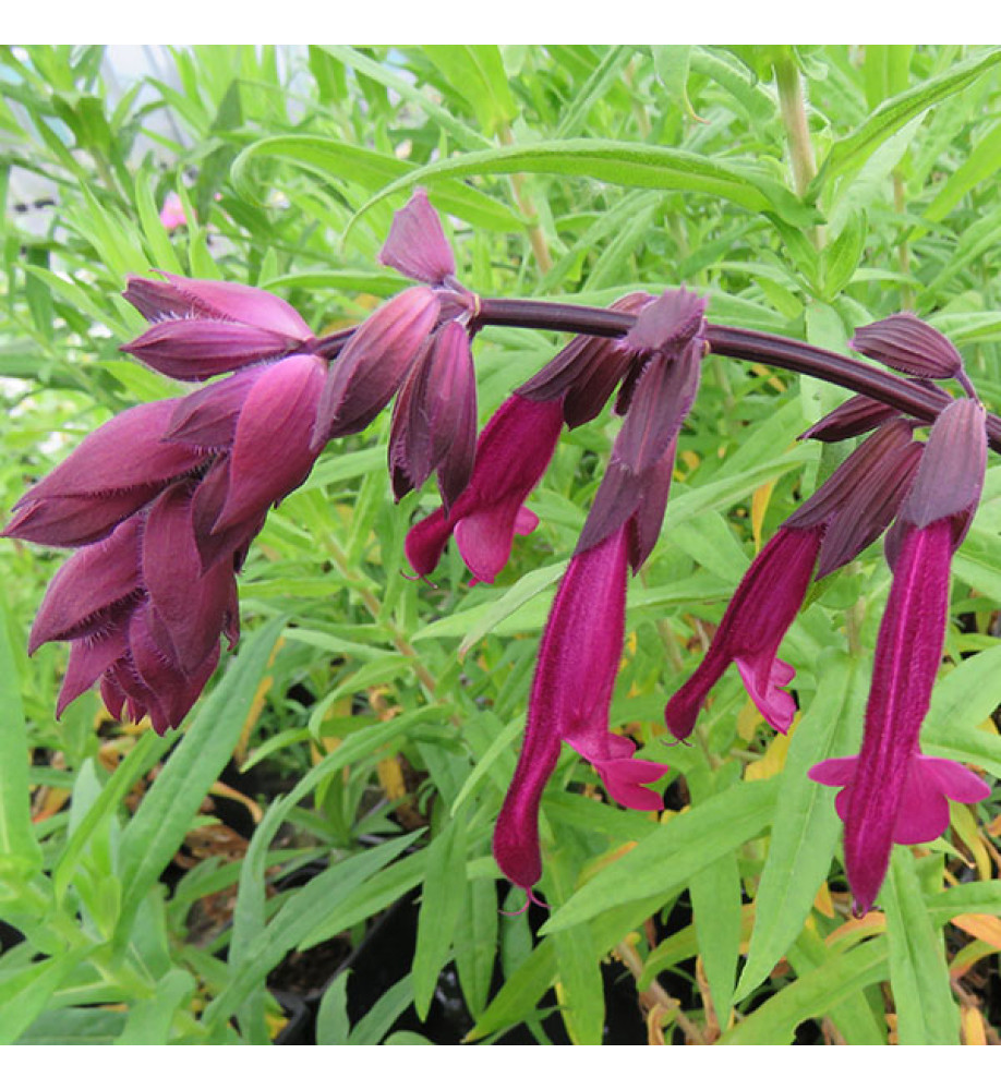 Salvia Love and Wishes (1lt)