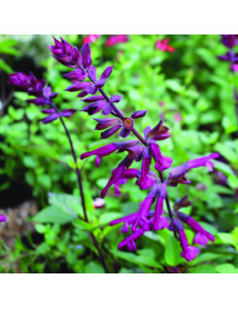 Salvia Love and Wishes (1lt)