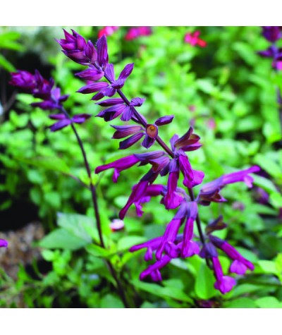 Salvia Love and Wishes (1lt)