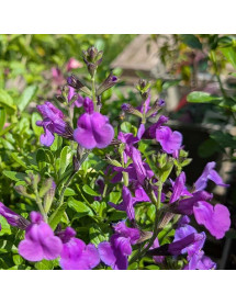 Salvia x jamensis Magical Loire (1lt)
