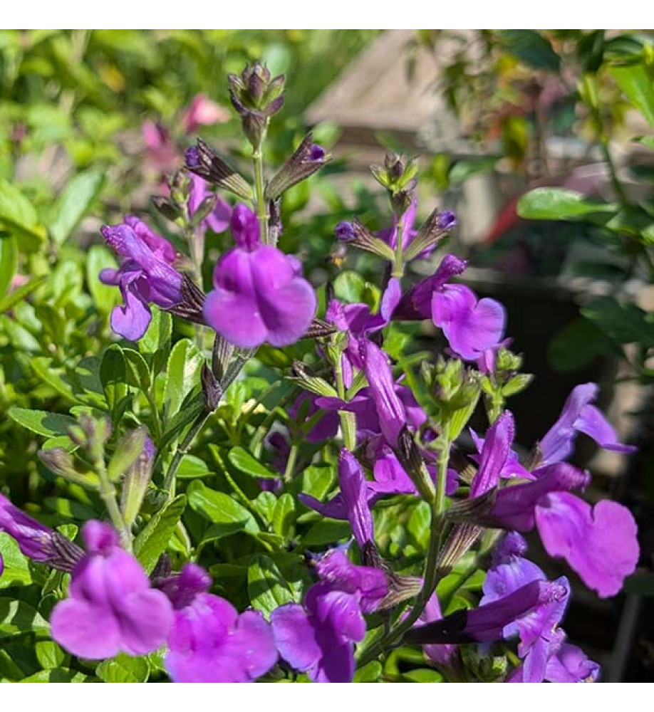 Salvia x jamensis Magical Loire (1lt)
