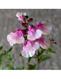 Salvia x jamensis Magical Missouri (1lt)