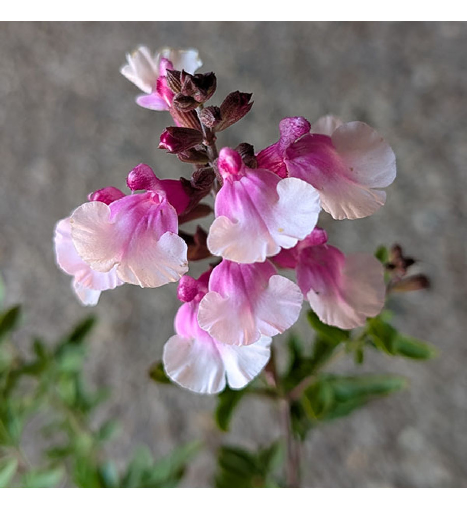 Salvia x jamensis Magical Missouri (1lt)