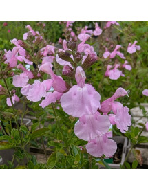 Salvia x jamensis Magical Orinoco (1lt)