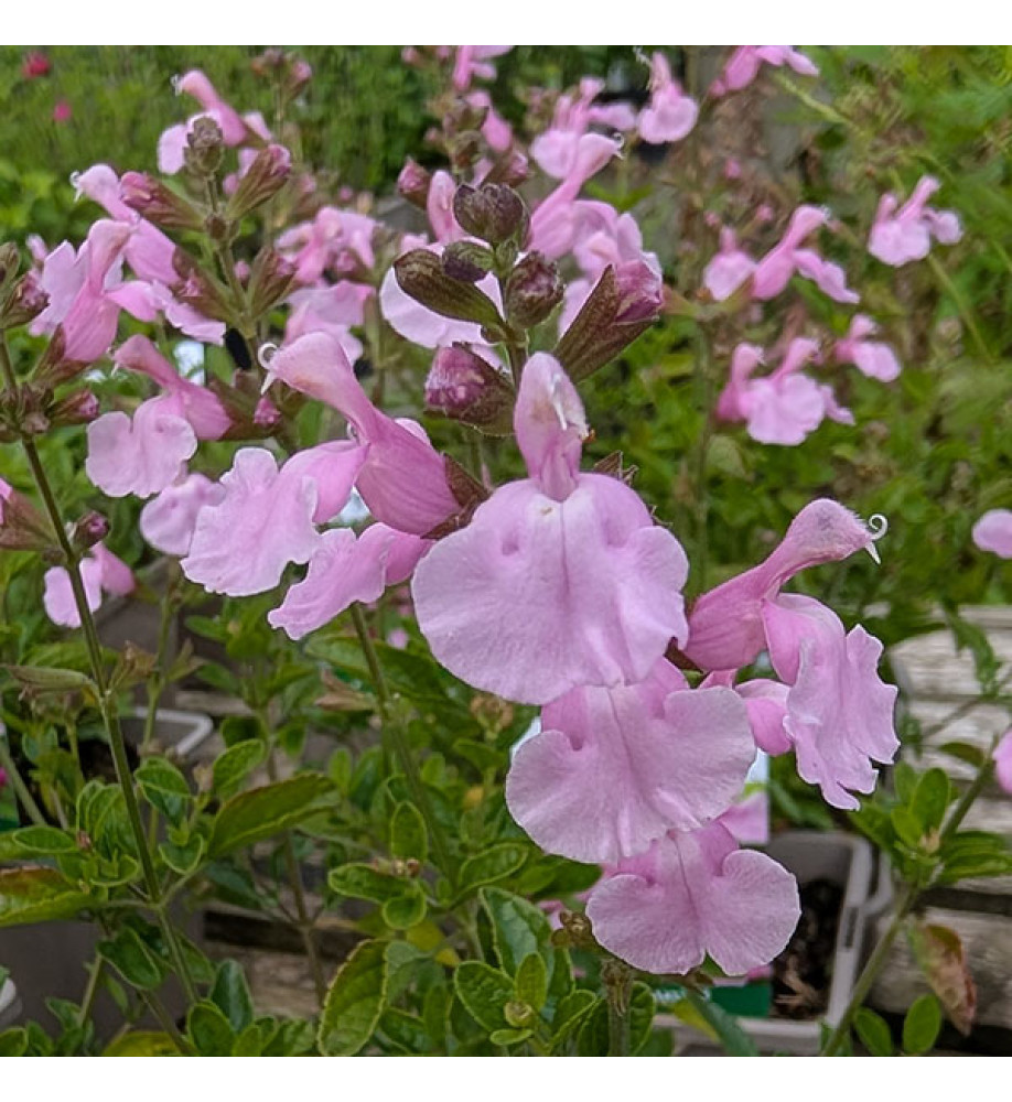 Salvia x jamensis Magical Orinoco (1lt)