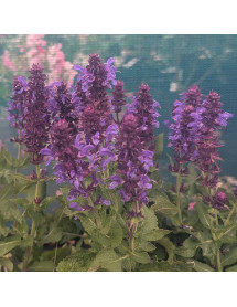 Salvia x sylvestris Sky Blue Marvel (1lt) Salvia x sylvestris Sky Blue Marvel (1lt)