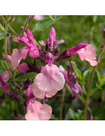 Salvia Peach Melba (1lt)