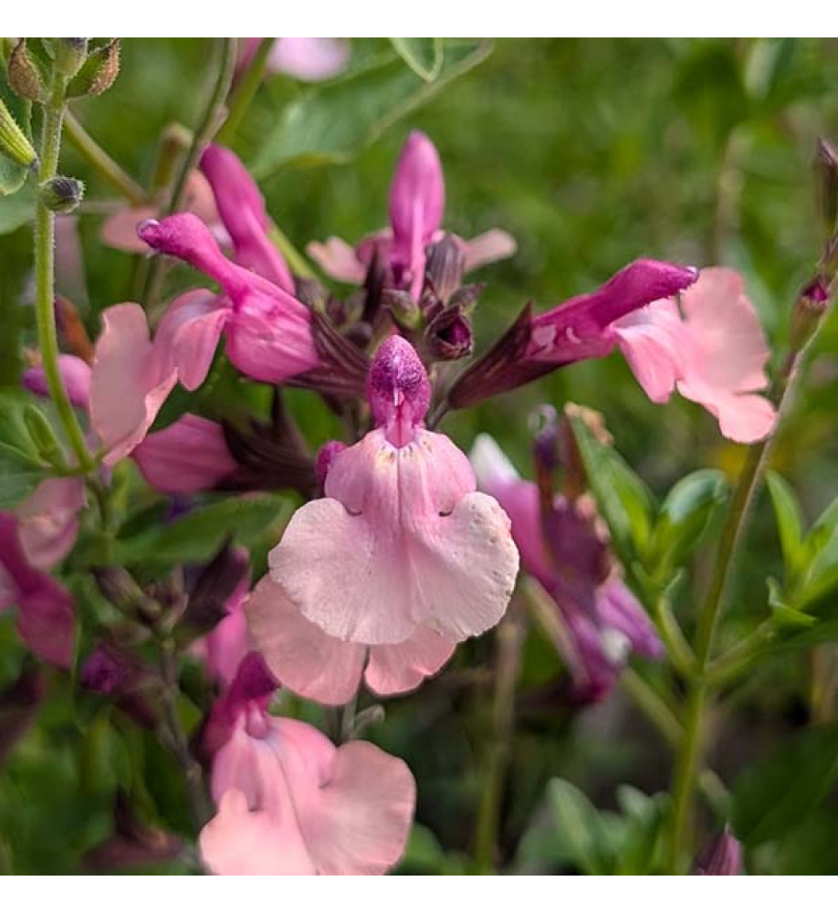 Salvia Peach Melba (1lt)
