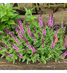 Salvia x superba Merleau Rose (0.8lt) Salvia x superba Merleau Rose (0.8lt)
