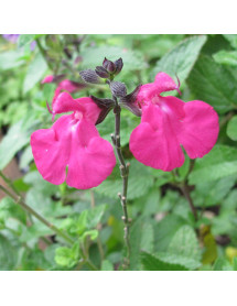 Salvia microphylla Cerro Potosi (1.5lt)