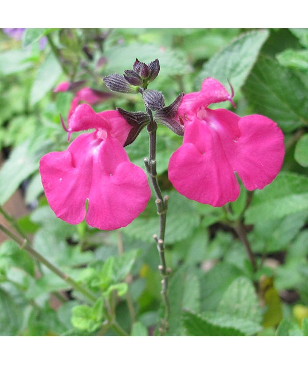 Salvia microphylla Cerro Potosi (1.5lt)