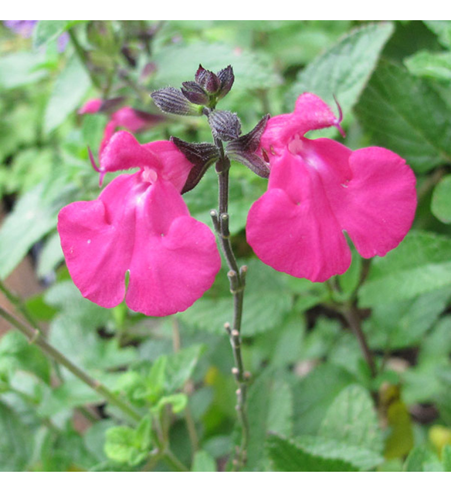 Salvia microphylla Cerro Potosi (1.5lt)
