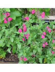 Salvia microphylla Cerro Potosi (1.5lt)
