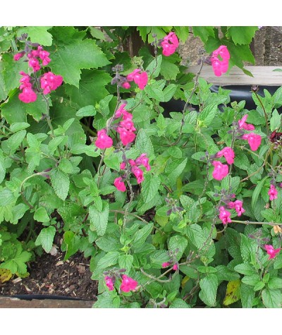 Salvia microphylla Cerro Potosi (1.5lt)