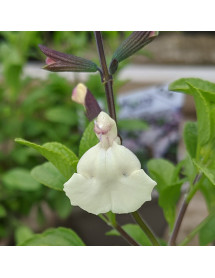 Salvia microphylla Glimmer (1lt)