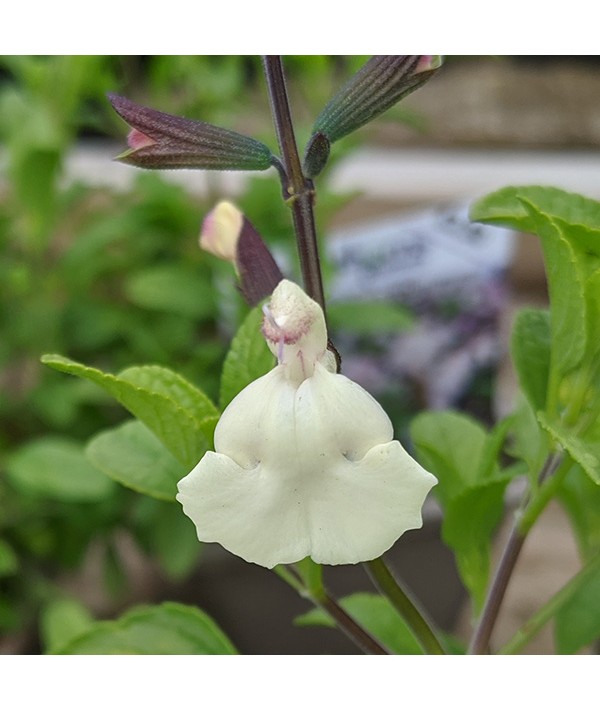 Salvia microphylla Glimmer (1lt)