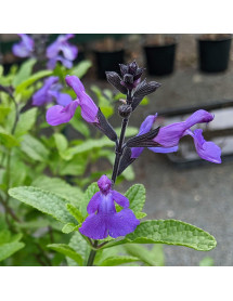 Salvia microphylla So Cool Purple (1lt)
