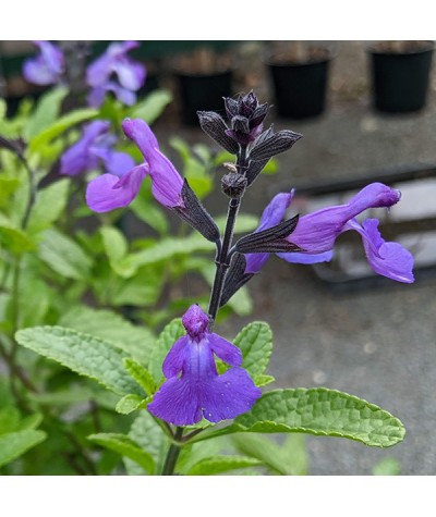 Salvia microphylla So Cool Purple (1lt)