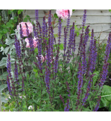 Salvia nemorosa Caradonna (1lt)
