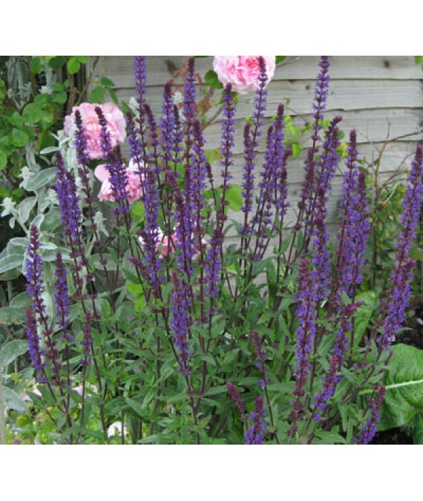 Salvia nemorosa Caradonna (1lt)