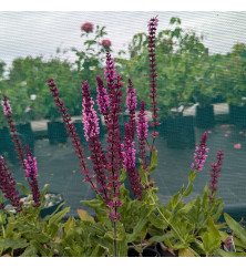 Salvia nemorosa Caradonna Pink (1lt)