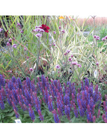 Salvia nemorosa Sensation Deep Blue (0.8lt)