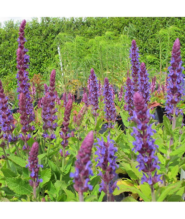 Salvia nemorosa Sensation Deep Blue (0.8lt) Salvia nemorosa Sensation Deep Blue (0.8lt)