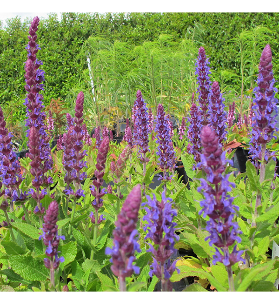 Salvia nemorosa Sensation Deep Blue (0.8lt)