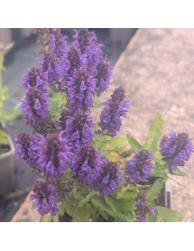 Salvia nemorosa Marcus (1lt) Salvia nemorosa Marcus (1lt)