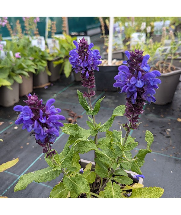 Salvia nemorosa Blue Marvel (1lt)