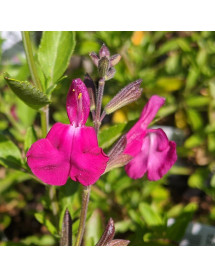 Salvia greggii Orchid Glow (1lt)