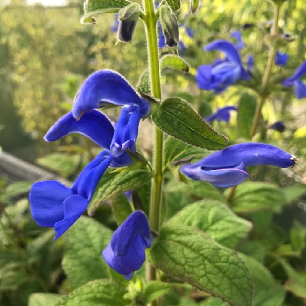 Salvia patens Patio Deep Blue (1lt)