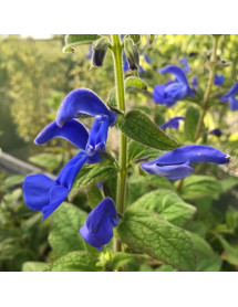 Salvia patens Patio Deep Blue (1lt)